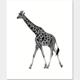 Giraffe illustration Posters and Art